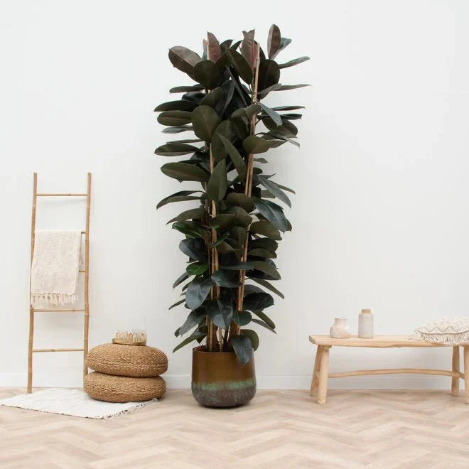 





Květináč Elisa Mystic Bronze - Lifestyle foto kunstplant in interieur
