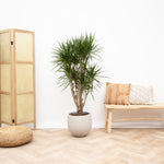 





Kruka Orb Gråtvättad - Afbeelding 7
 thumbnail