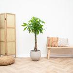 





Kruka Orb Gråtvättad - Afbeelding 6
 thumbnail