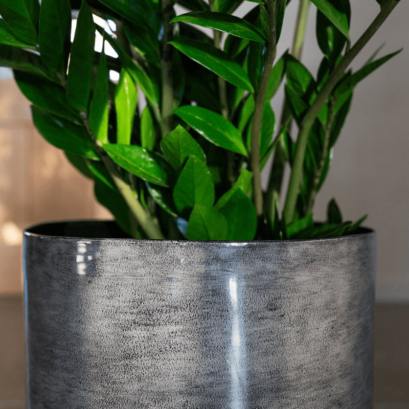 





Pot Rens anthracite - Detail view kunstplant
