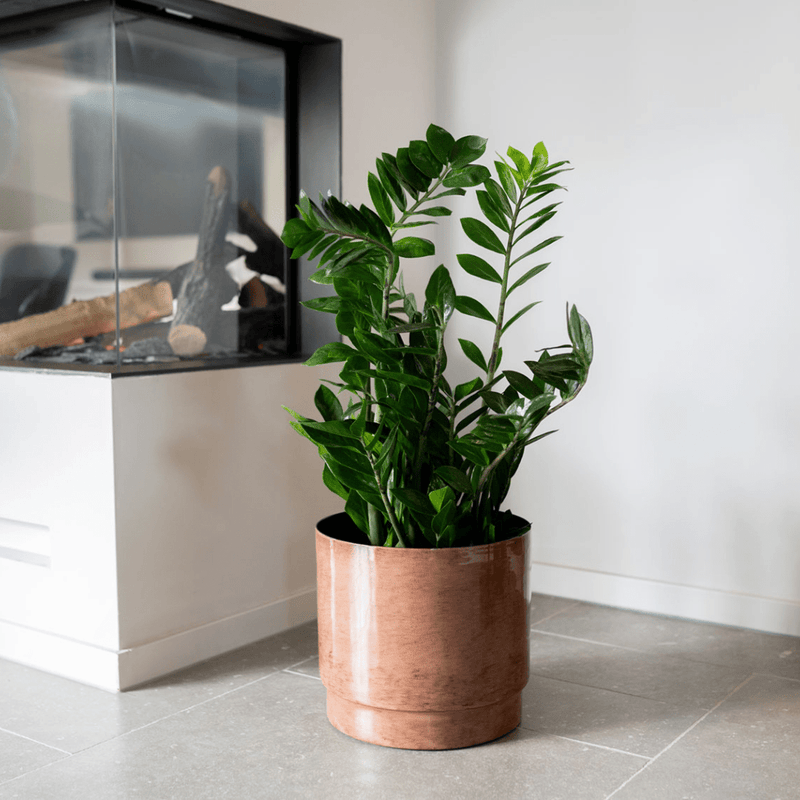 





Květináč Rens kaštan - Detail view kunstplant
