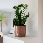 





Květináč Rens kaštan - Lifestyle foto kunstplant in interieur
 thumbnail