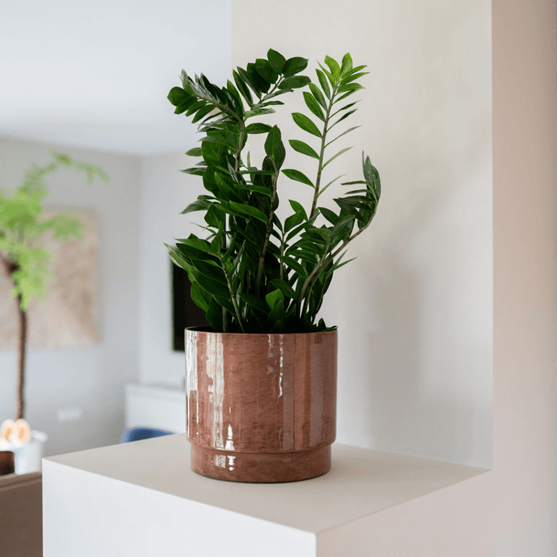 





Květináč Rens kaštan - Lifestyle foto kunstplant in interieur
