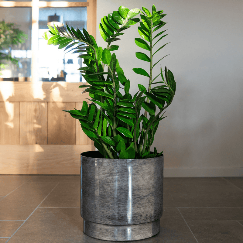 





Pot Rens anthracite - Lifestyle foto kunstplant in interieur
