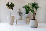 





Pot Athena - Lifestyle foto kunstplant in interieur
 thumbnail