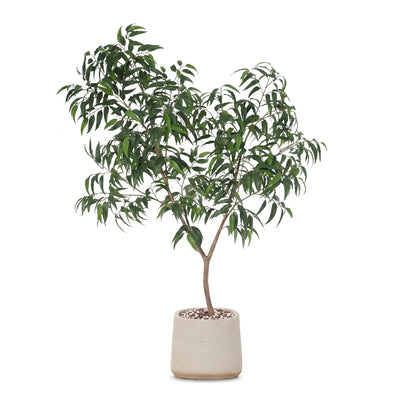 Kunstpflanze Ficus Alii King | 225cm