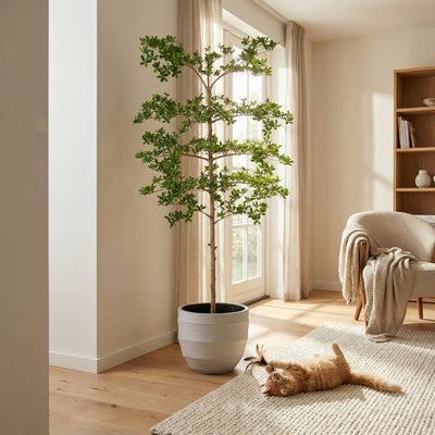 Kunstplant Bucida | 200cm