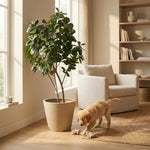 





Kunstplant Ficus Lyrata XL | 180cm - Afbeelding 5
 thumbnail