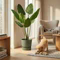 Planta artificial Strelitzia | 153cm