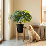 





Planta Artificial Monstera | 47cm - Afbeelding 7
 thumbnail