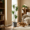 Kunst dracaena 'drakenbloedboom' - 165cm