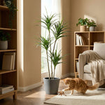 





Kunstig Plante Dracaena | 165cm - Afbeelding 4
 thumbnail