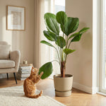 





Pianta Artificiale Licuala | 104cm - Afbeelding 4
 thumbnail