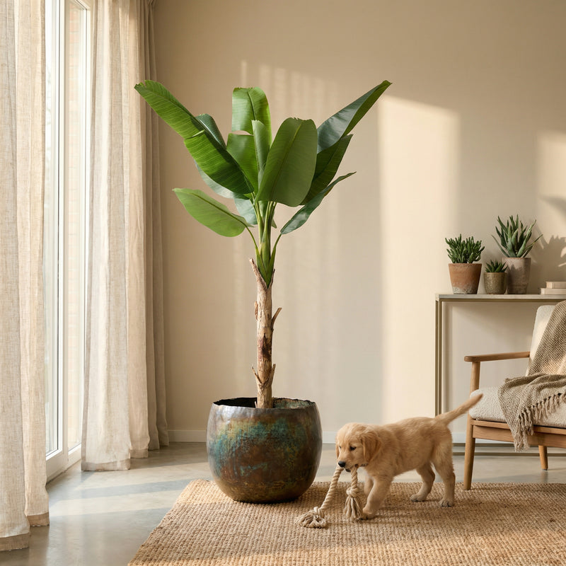 





Pianta Artificiale Bananenplant | 190cm - Afbeelding 4
