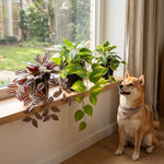 





Urban Jungle Hängepflanzen | Set B - Premium kunstplant van Florafy
 thumbnail