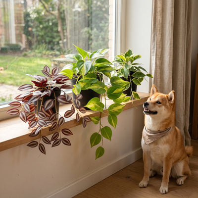 Urban Jungle Hangplanten | Set B