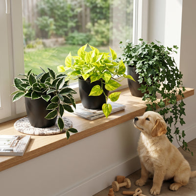 Urban Jungle Hangplanten | Set A
