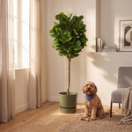 





Kunstplant Ficus Lyrata | 180cm - Afbeelding 5
 thumbnail
