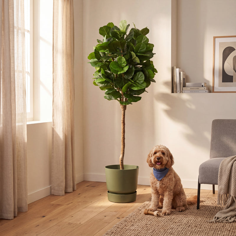 





Kunstplant Ficus Lyrata | 180cm - Afbeelding 5

