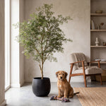 





Pianta Artificiale Ficus Cassia | 206cm - Afbeelding 4
 thumbnail