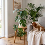





Kunst Monstera Hangplant | 48cm - Afbeelding 4
 thumbnail