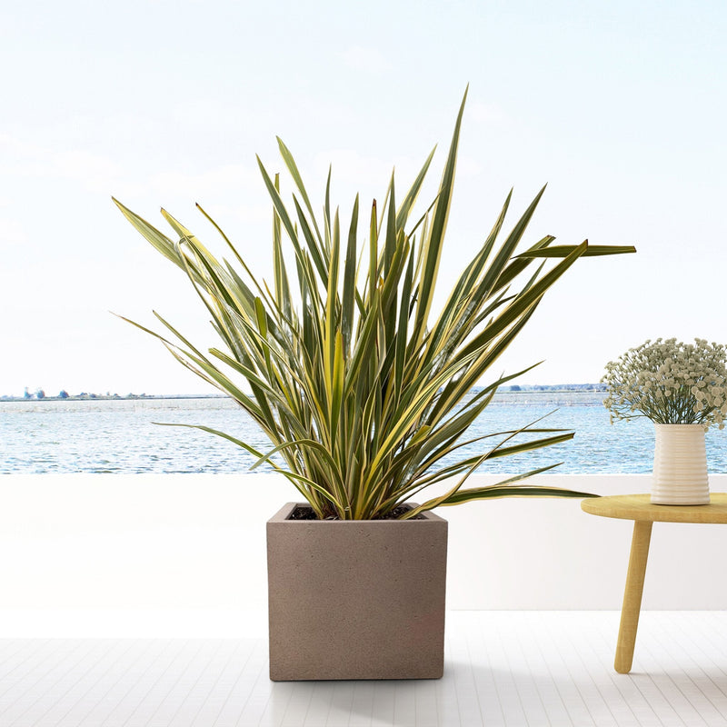 





Pot Grigio cube Bronze - Lifestyle foto kunstplant in interieur
