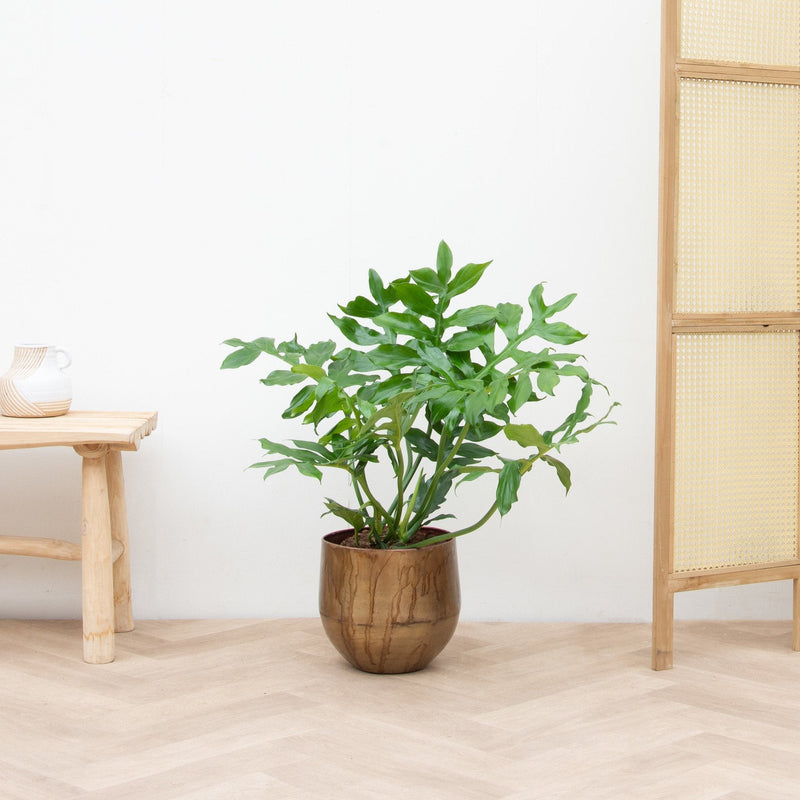 





Ayka old camel - Lifestyle foto kunstplant in interieur
