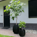 





Kruk Stijn svart - Detail view kunstplant
 thumbnail