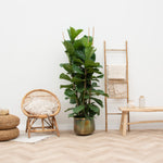 





Pot Elisa Vintage Green - Detail view kunstplant
 thumbnail