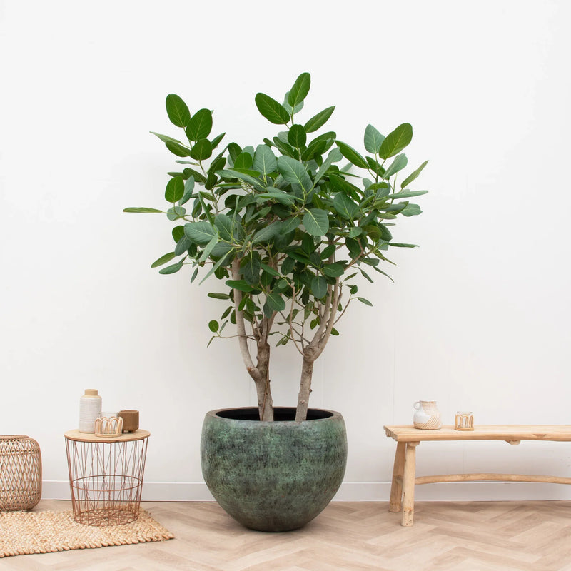 





Fabien mystic green - Afbeelding 6
