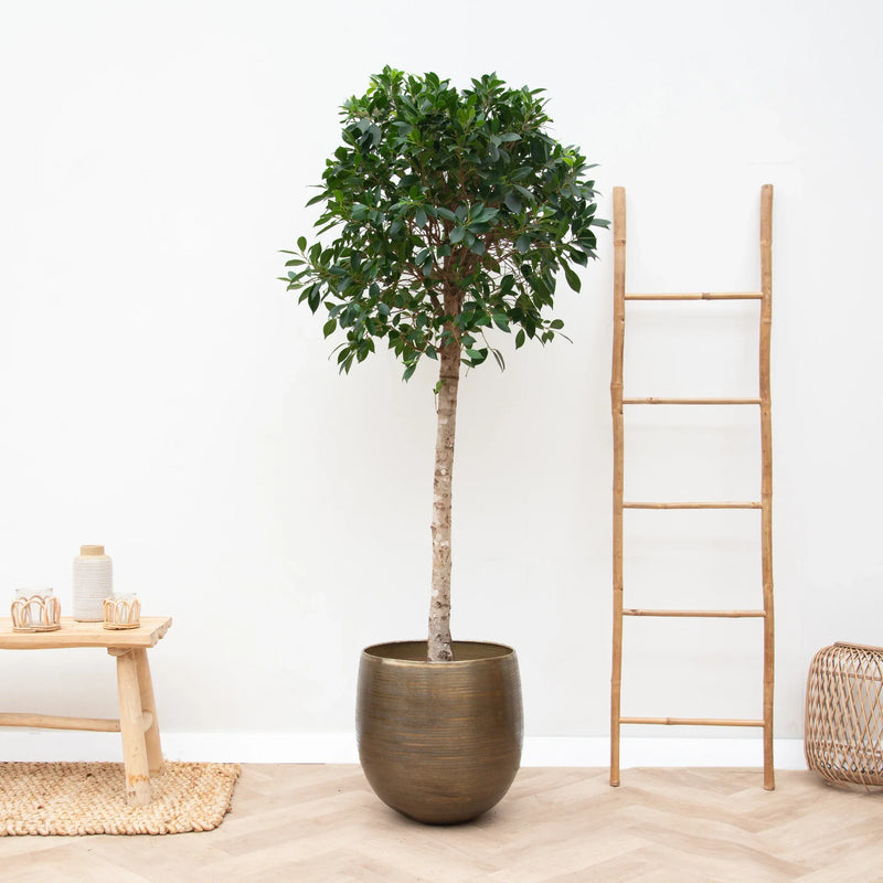 





Rowen gold - Lifestyle foto kunstplant in interieur
