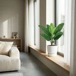 





Home Office Set | Complete Kantoor Kunstplanten Bundel - Afbeelding 10
 thumbnail