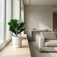 Kunstplant Ficus Lyrata | 40cm