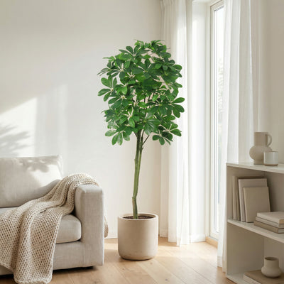 Kunst pachira 'Watercacao' - 150cm: Feng Shui favoriet