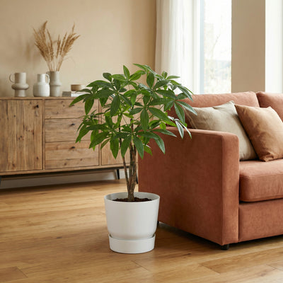 Kunstplant Pachira | 86cm