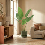 





Pianta Artificiale Strelitzia | 135cm - Afbeelding 5
 thumbnail