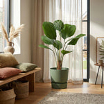 





Pianta Artificiale Licuala | 104cm - Afbeelding 5
 thumbnail