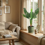 





Pianta Artificiale Bananenplant | 80cm - Afbeelding 6
 thumbnail