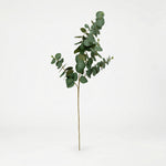 





Kunstbloem Eucalyptus - Premium kunstplant van Florafy
 thumbnail
