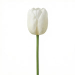 





Bouquet di Tulipani Bianco | 12 Steli - Afbeelding 4
 thumbnail