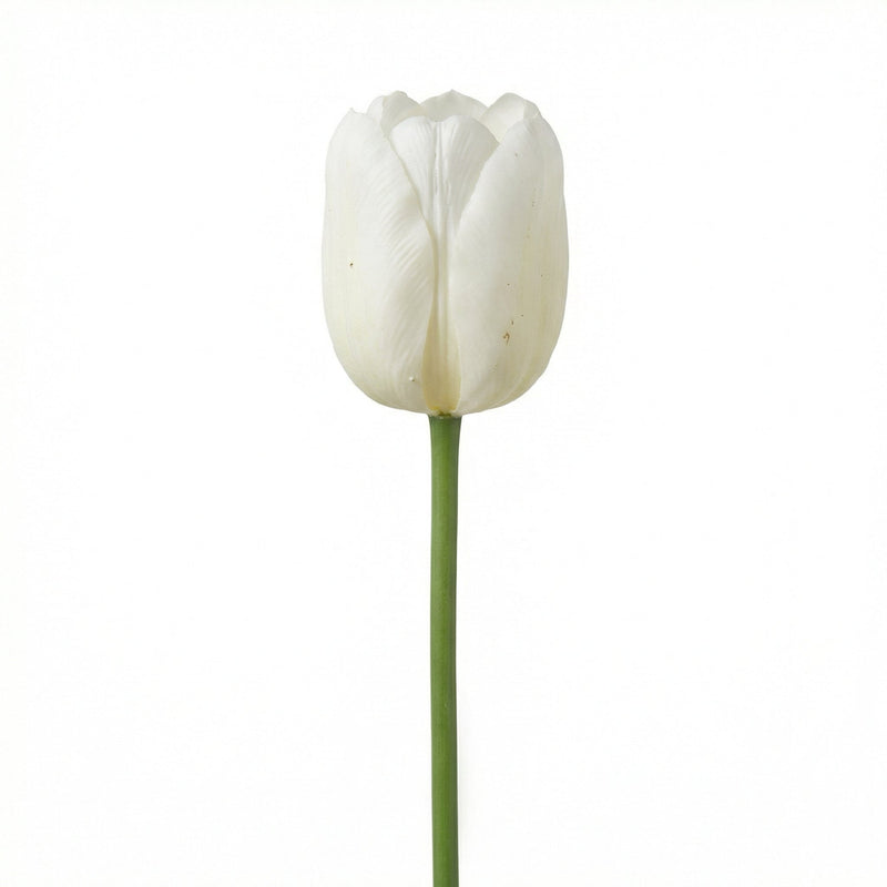 





Bouquet di Tulipani Bianco | 12 Steli - Afbeelding 4
