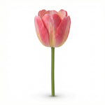 





Kunstblume Tulpe - Afbeelding 16
 thumbnail
