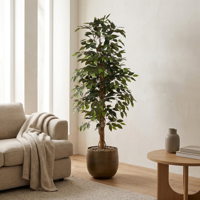 





Konstväxt Ficus Benjamina | 160cm - Afbeelding 5

