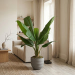 





Kunstpflanze Bananenpflanze | 120cm - Afbeelding 4
 thumbnail