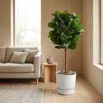





Planta Artificial Ficus Lyrata | 160cm - Afbeelding 5
 thumbnail
