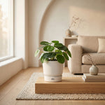 





Artificial Pilea Peperomioides Plant - Afbeelding 4
 thumbnail