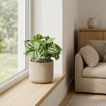 





Umelá Rastlina Ice Water | 8cm - Afbeelding 5
 thumbnail