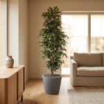 





Konstväxt Ficus Benjamina | 205cm - Afbeelding 4
 thumbnail