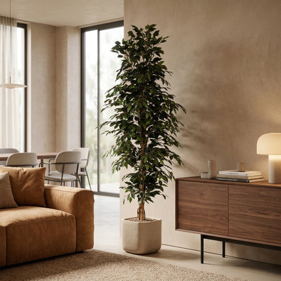 Kunstplant Ficus Benjamina | 205cm