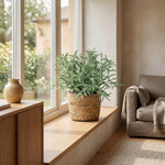 





Plante Artificielle Helichrysum Italicum | 18cm - Afbeelding 4
 thumbnail